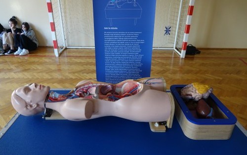 Składany model ludzkiego ciała