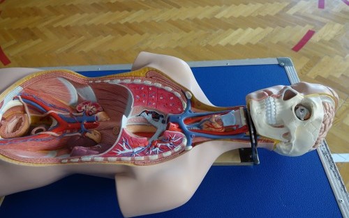 Składany model ludzkiego ciała